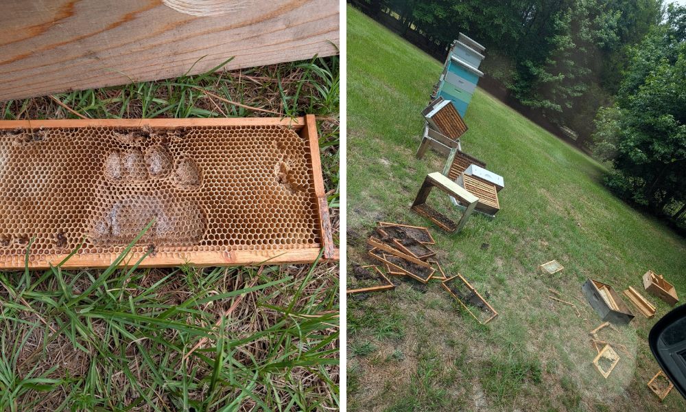 Bear suspected in rare attack on Moore County beehives