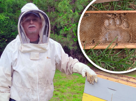 Bee-lieve it or not: Bear suspected in Aberdeen hive damage