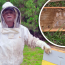 Bee-lieve it or not: Bear suspected in Aberdeen hive damage