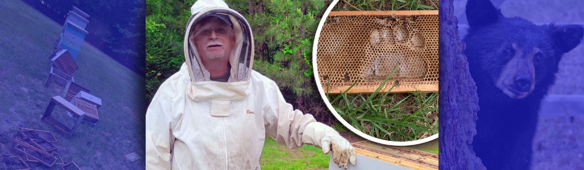 Bee-lieve it or not: Bear suspected in Aberdeen hive damage