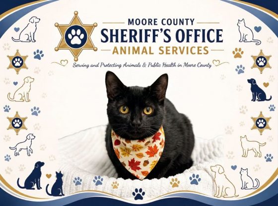 Pawsitively purrfect: Adopt Dodge!
