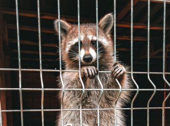 Rabies alert issued