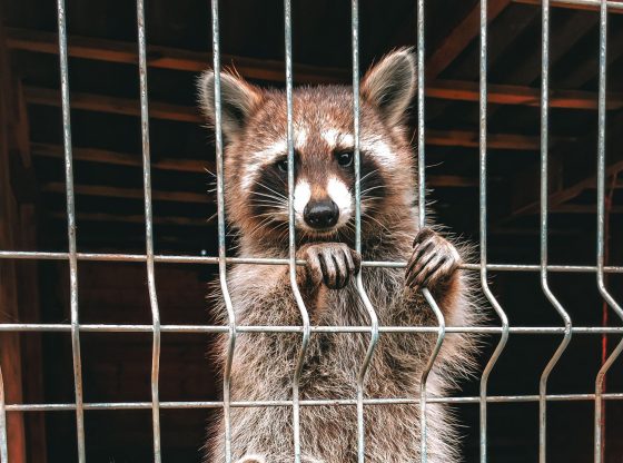 Rabies alert issued