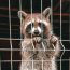 Rabies alert issued