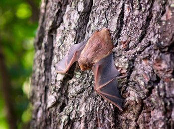 Two cases of rabies confirmed in Vass, Whispering Pines