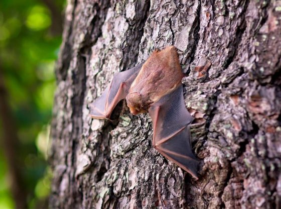Two cases of rabies confirmed in Vass, Whispering Pines