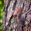 Two cases of rabies confirmed in Vass, Whispering Pines