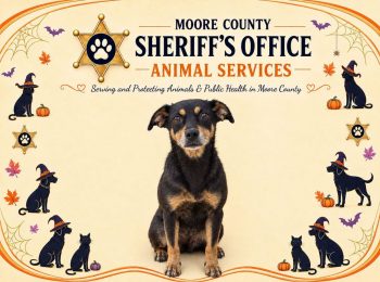 Something to bark about: Adopt Kamila!