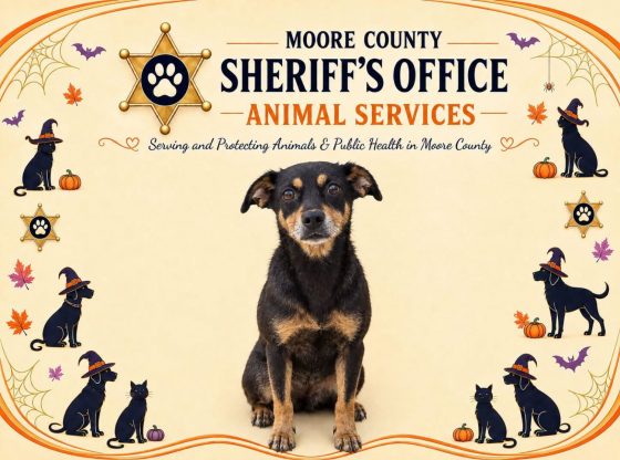 Something to bark about: Adopt Kamila!
