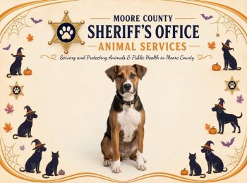 Waiting for furever: Adopt Rocky!
