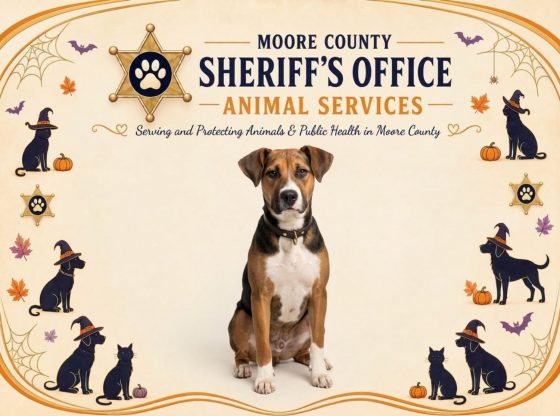 Waiting for furever: Adopt Rocky!