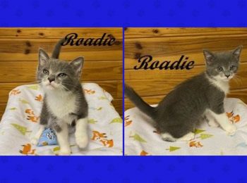 Adopt Roadie: Little guy, big personality