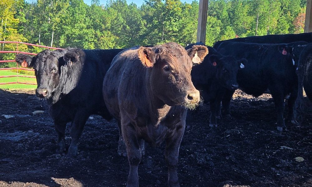Farm Co-op N.C. sticks to organic practices