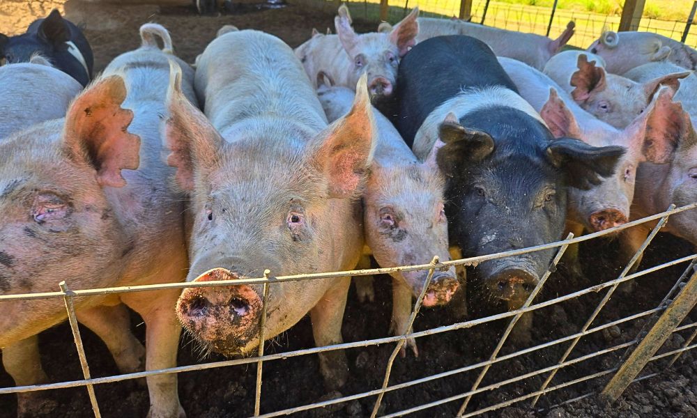 N.C. Farm Co-op hopes to see more people farming