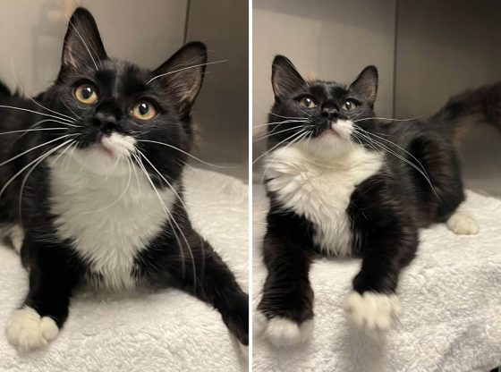 The purrfect pal: Meet Rory!