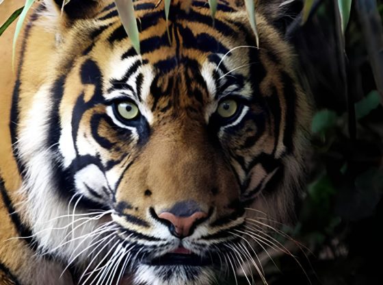N.C. Zoo to open new Asia region in 2027